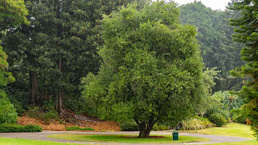 A macadamia tree, Macadamia integrifolia, grown from seed provided by the Brisbane Botanic Gardens in 1929. Photo by Aric Allen. The Huntington Library, Art Museum, and Botanical Gardens.