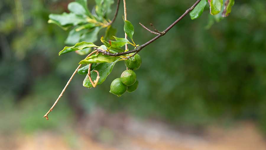 The fruit of a macadamia tree, Macadamia integrifolia, grown from seed provided by the Brisbane Botanic Gardens in 1929. Photo by Aric Allen. The Huntington Library, Art Museum, and Botanical Gardens.