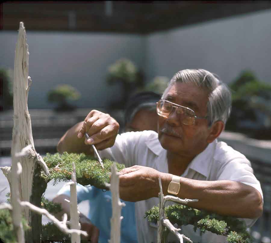 John Naka tends to “Goshin” in 1986 at the National Bonsai & Penjing Museum. Photo courtesy of the U.S. National Arboretum.