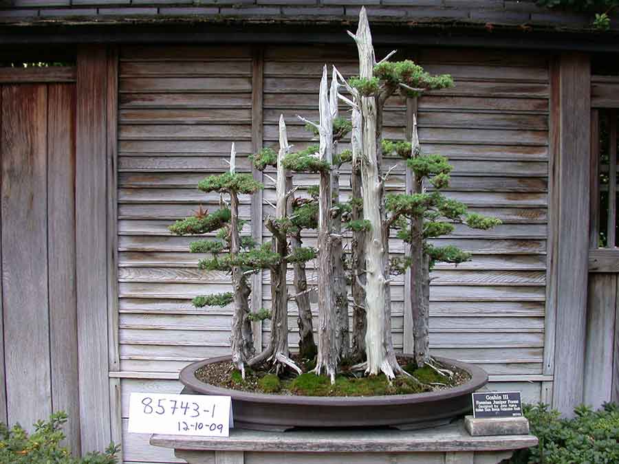 “Goshin III,” one of two replicas Naka created, in a photo taken in The Huntington’s Bonsai Court in 2009.