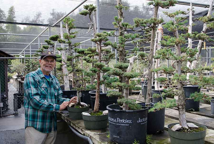 Ted Matson, curator of the bonsai collections at The Huntington, disassembled the ailing “Goshin III” in 2015 and has been nursing the individual trees back to health. The work will be replanted during the California Bonsai Society’s annual show at The Huntington the weekend of March 23–24. Photo by Lisa Blackburn.