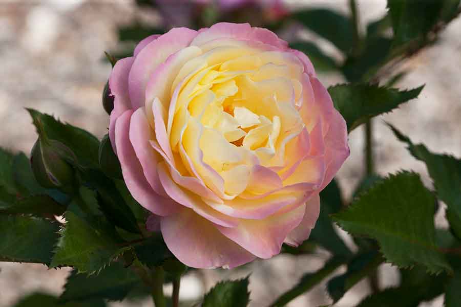 Huntington's Hundredth rose