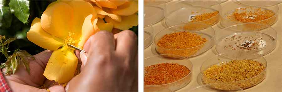 Anthers being clipped from a blooming rose to collect pollen, and anthers being dried so pollen can be collected and used. Photos courtesy of Gene Sasse.