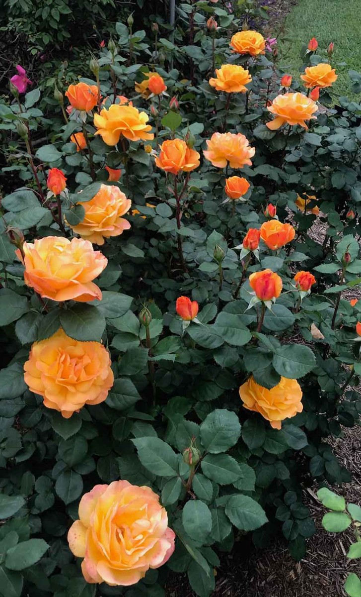 A number of rose cultivars in the garden, including the spectacular hybrid tea ‘Good as Gold’, were developed by Tom Carruth during his career as an award-winning hybridizer. Carruth has been sharing photos of the roses, including this one, on Twitter and Instagram, giving flower fans a virtual glimpse into the garden during the closure. Photo by Tom Carruth.