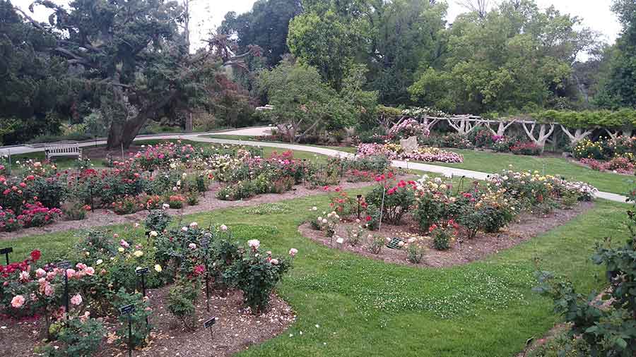 Pathways and lawns that would normally be teeming with visitors of all ages are empty and quiet. As a result, the sounds of nature are more prominent. “The birdsong seems louder,” says Carruth. Photo by John Villarreal.