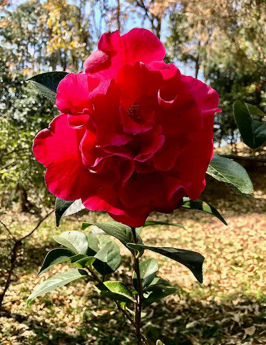 Camellia reticulata, Zixi shan紫溪山, Yunnan Province. Photo by Nicholas Menzies.