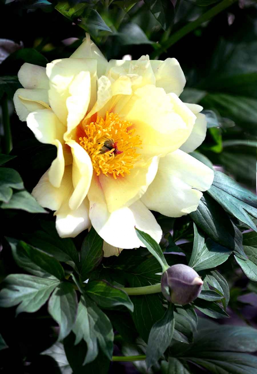 Peony (Paeonia lactifloria), Liu Fang Yuan 流芳園, The Huntington Library, Art Collections, and Botanical Gardens. Photo by Norma Lee.