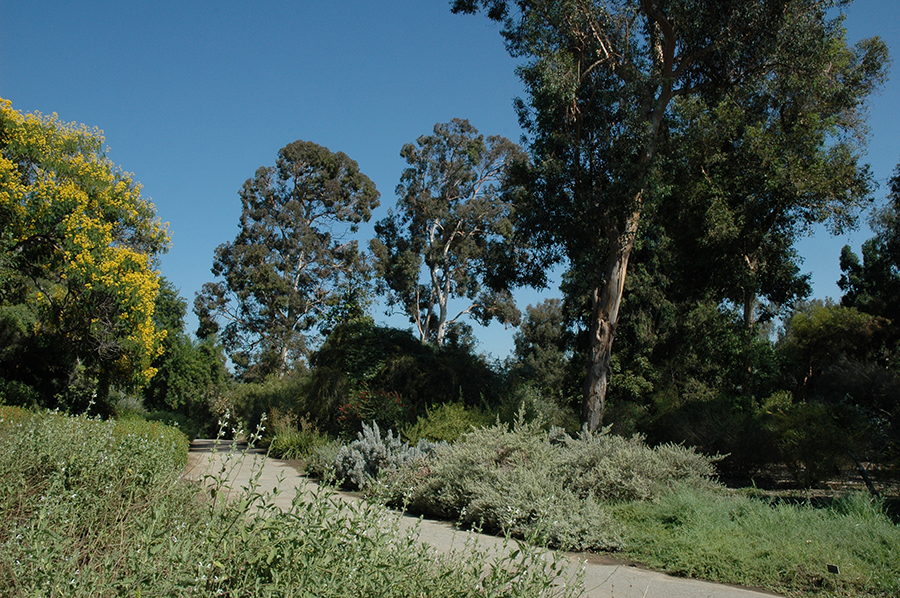 Australia Garden at The Huntington