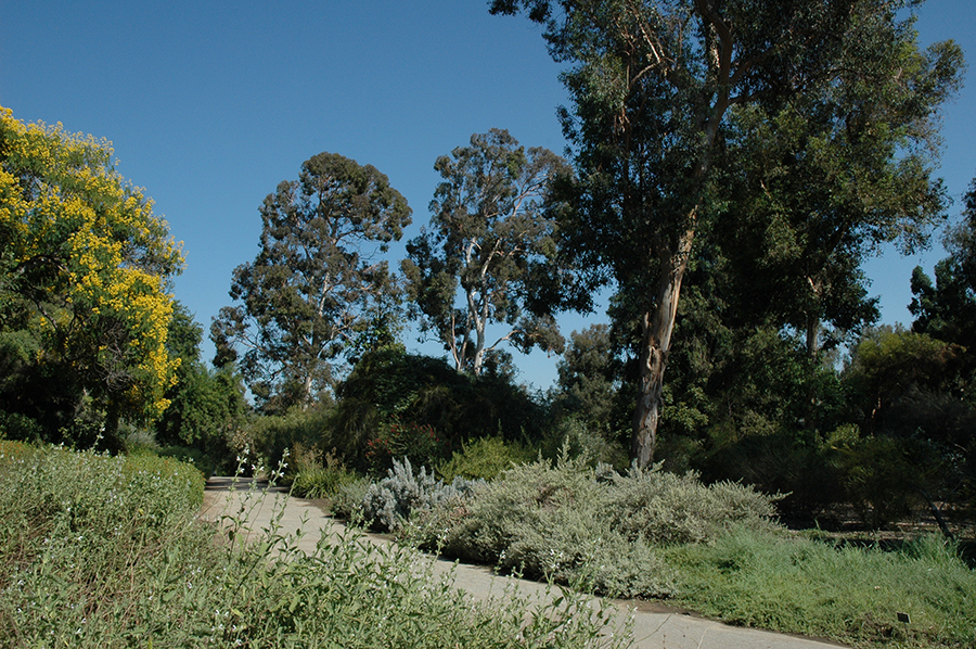 Australia Garden at The Huntington