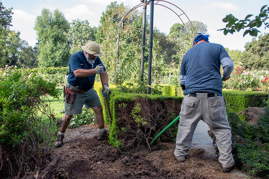 Two gardeners digging out a hedge