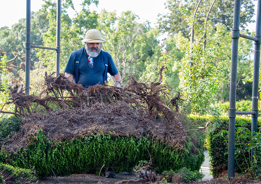 Gardener inspecting overturned hedge