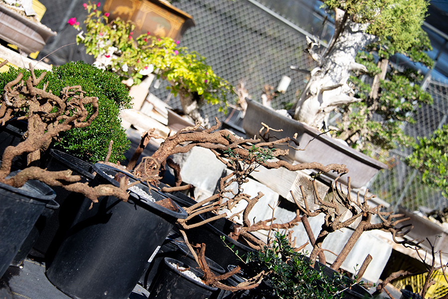 Row of myrtle branches in pots