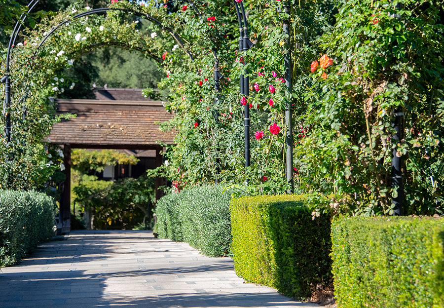 View of the hedges in the Rose Garden