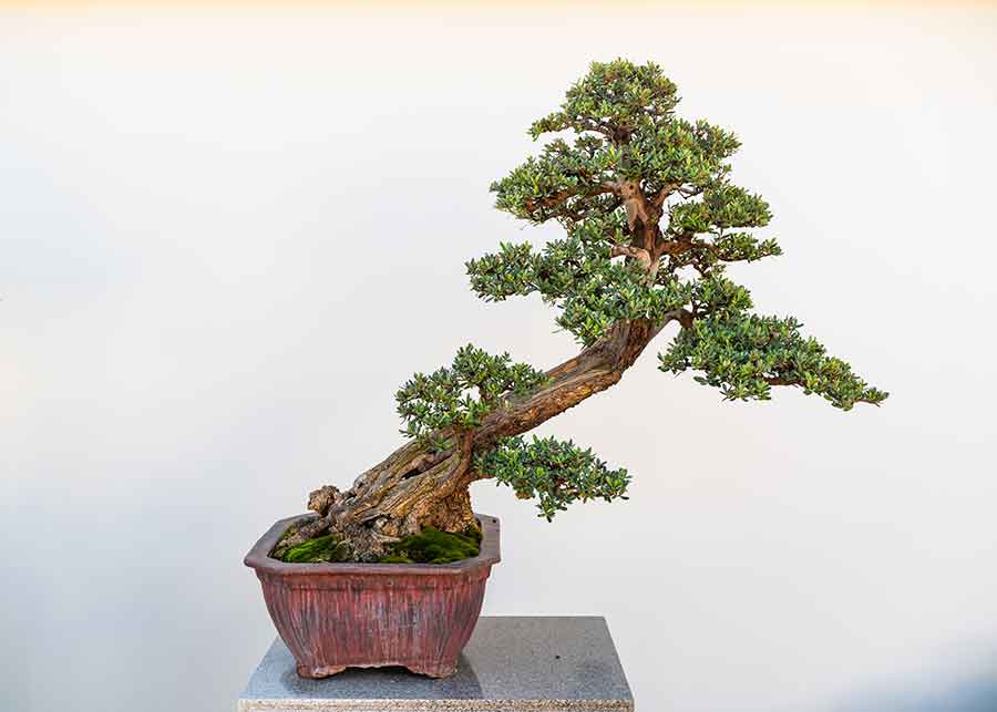 Penjing, like this one created from an olive tree, are often displayed against white walls so their shadows can add additional viewing complexity. Photo by Jamie Pham.