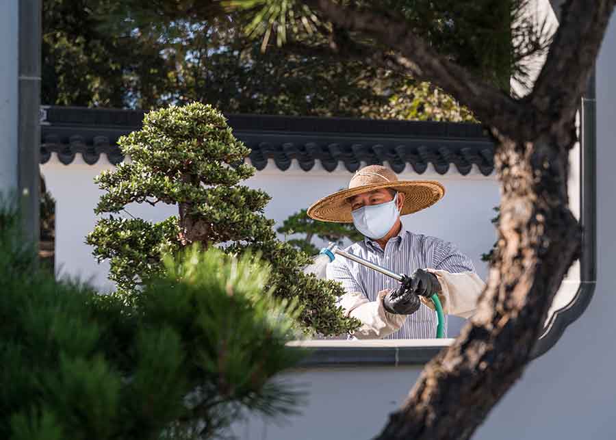 Che carefully tends to The Huntington’s penjing, many of which he spent decades creating. Photo by Jamie Pham.