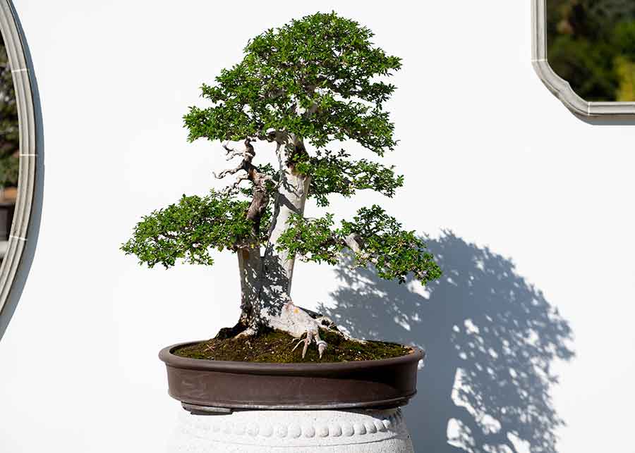 Penjing
are often displayed against white walls so their shadows can add additional viewing complexity. Photo by Jamie Pham.
