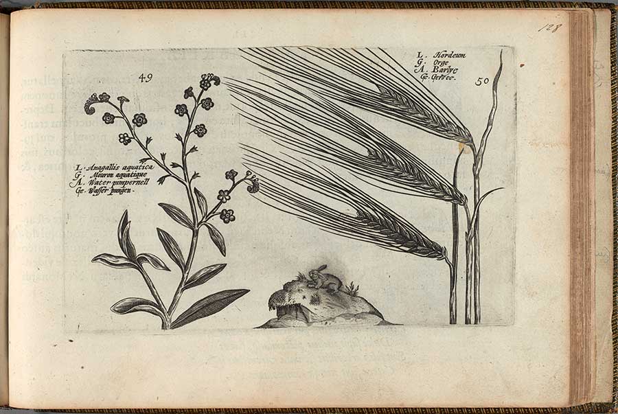 Crispijn van de Passe, A garden of flowers, Utrecht: by Salomon de Roy, for Crispian de Passe, 1615, page 128 recto. The Huntington Library, Art Collections, and Botanical Gardens.