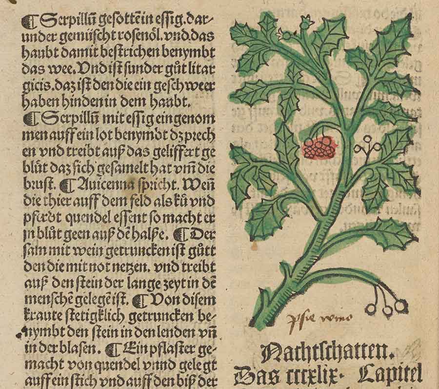 The Huntington’s copy of this rare 1499 edition of the Gart der Gesundheit (Garden of Health), has contemporary coloring and extensive annotations. There are apparently only nine other copies in holding institutions throughout the world. The volume’s chapter on nightshade (pictured) mentions that it can have numbing or analgesic effects. The Huntington Library, Art Museum, and Botanical Gardens. 