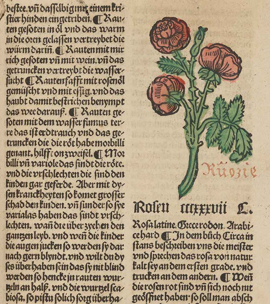 The Gart der Gesundheit’s description of roses also notes cold and dry properties. Among the many references to medical authorities is one in which Avicenna links the consumption of rose to a strengthened heart and a cheerful temperament. Cordial liqueurs often included rose, and the word itself has roots in the Latin “cordialis,” signifying “belonging to the heart.” The Huntington Library, Art Museum, and Botanical Gardens.