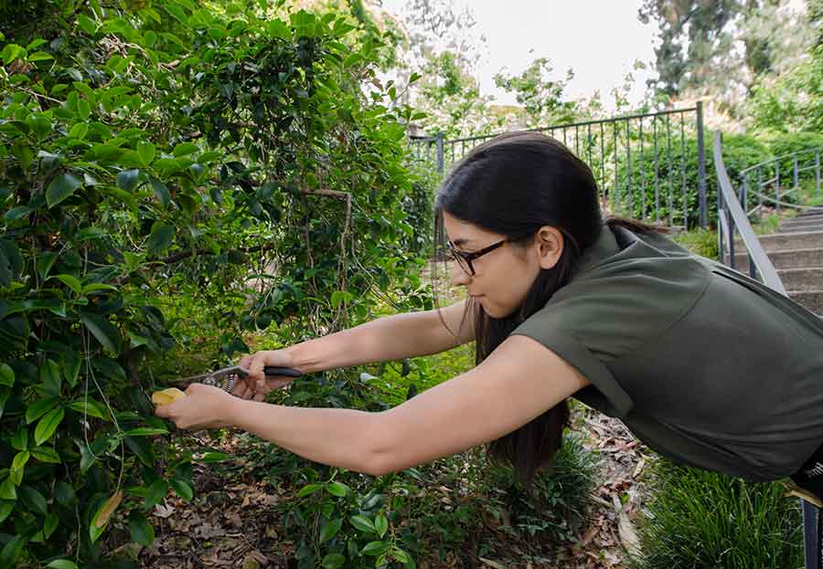 Dana Austria, a botanical intern and a junior at the University of Southern California, takes a sample of
    Cleyera japonica, a flowering evergreen shrub that grows in The Huntington’s Japanese Garden. Photo by Lisa Blackburn.