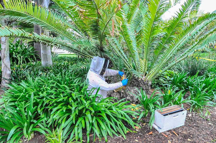 While The Huntington is closed to visitors, beekeeper Kevin Heydman extracts a hive of bees from a cycad near the Huntington Art Gallery. Photo by Andrew Mitchell.