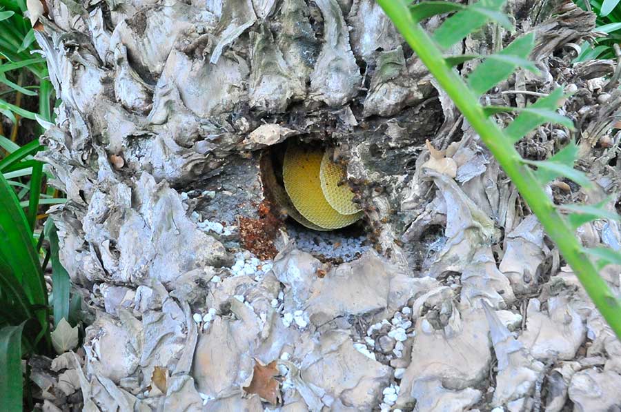 The hive’s honeycomb is visible through a hole in the cycad’s trunk. Photo by Andrew Mitchell.