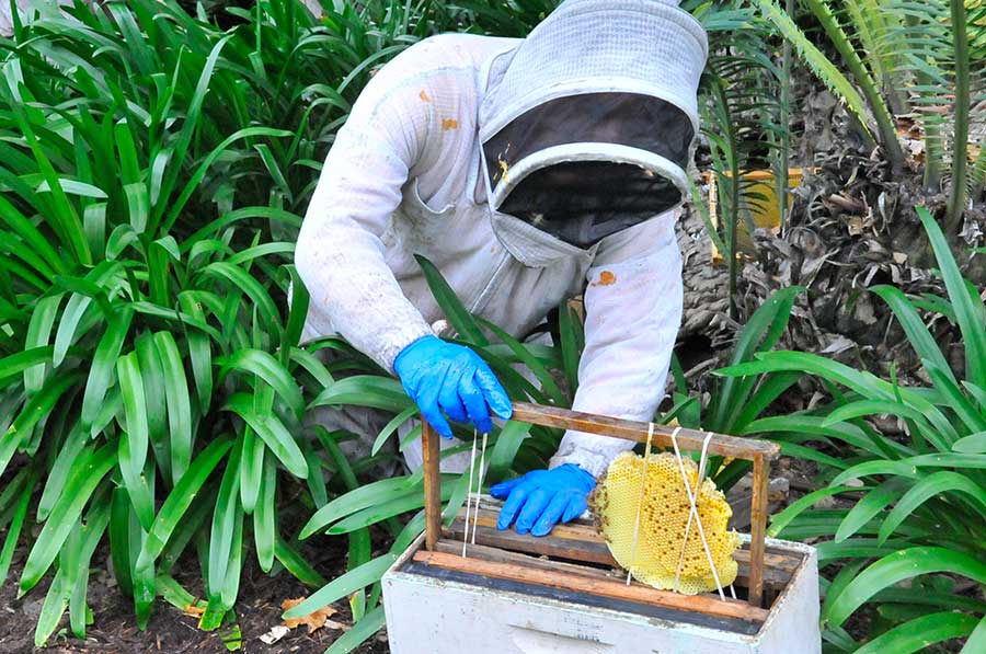 Heydman secures pieces of honeycomb in a frame and then slides them into a bee box. Photo by Andrew Mitchell.