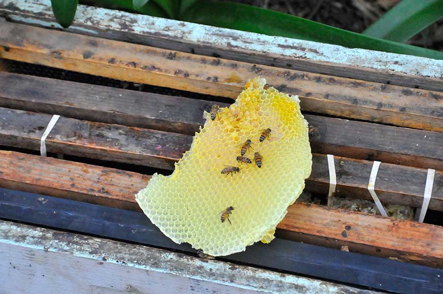 Bees and a piece of honeycomb on a bee box. Photo by Andrew Mitchell.