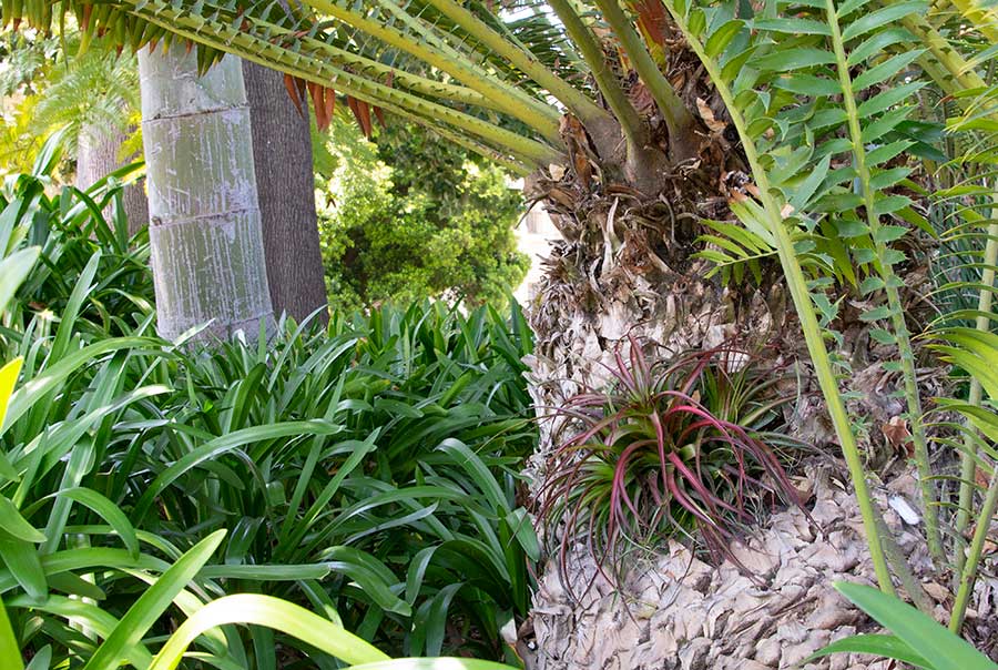 An air plant fills the hole in the cycad’s trunk to keep out bees and other creatures. Photo by Deborah Miller.