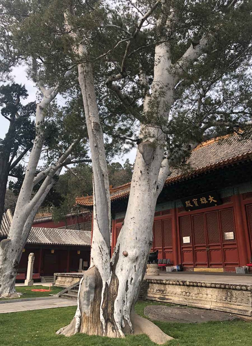 Lacebark pine (Pinus bungeana), Fahai Monastery, Beijing, China. Photo by Phillip E. Bloom.