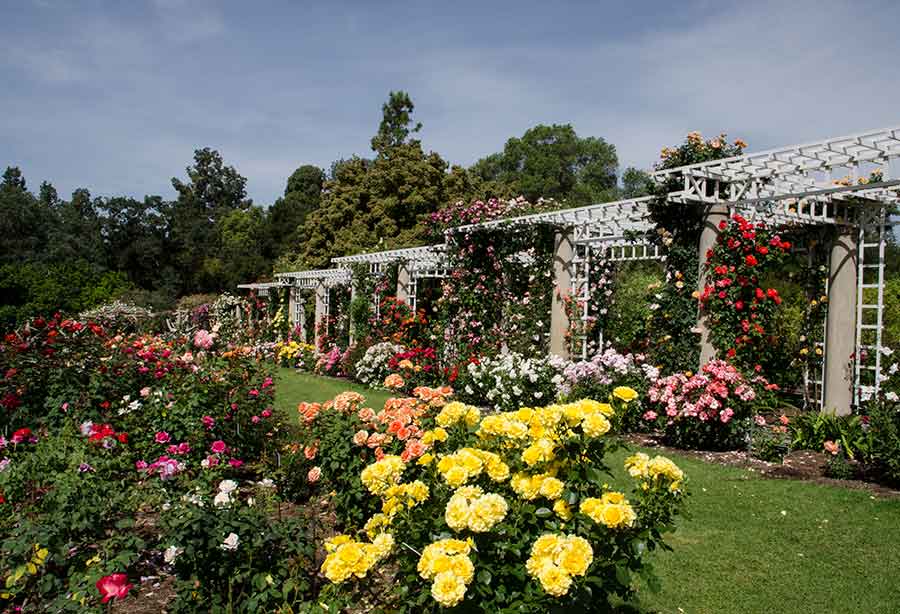 Visitors can experience more than 1,200 varieties currently in bloom in the Rose Garden. The Huntington Library, Art Museum, and Botanical Gardens. Photo by Lisa Blackburn.