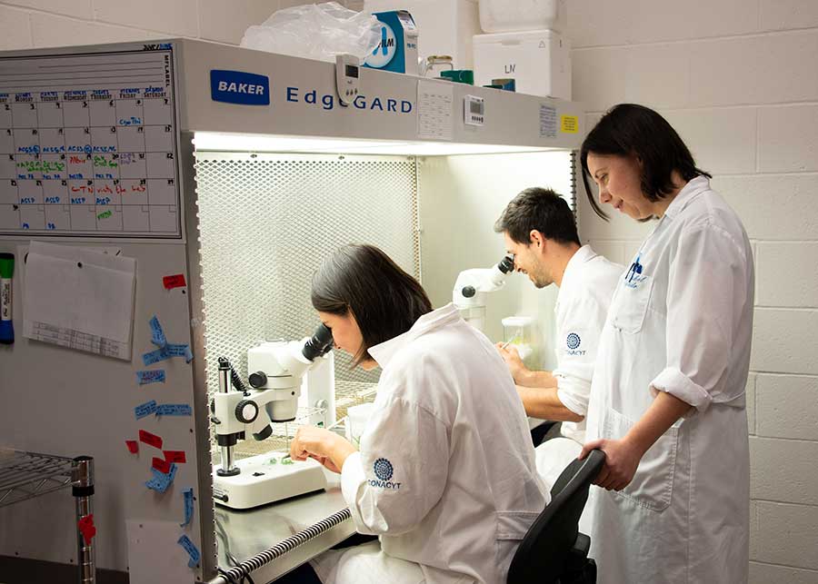 Huntington Cryopreservation Research Botanist Raquel Folgado supervises as trainees Lourdes Delgado and Felipe de Jesús Romo Paz prepare plant tissue for cryopreservation. Photo by Deborah Miller.