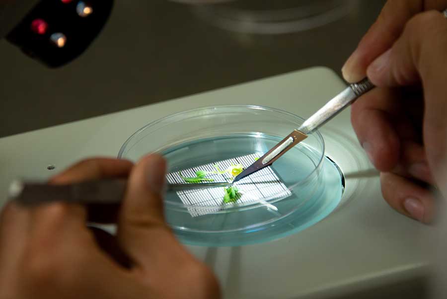 Delgado dissects a shoot tip from an Agave cerulata plant in The Huntington’s cryopreservation lab. Photo by Deborah Miller.