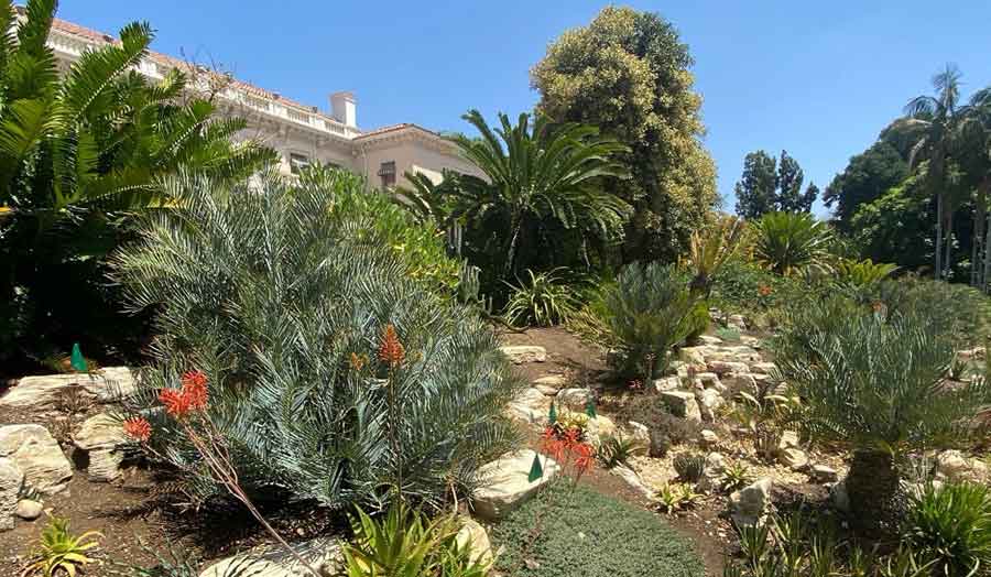 Behind the Huntington Art Museum, Aloe cameronii (red aloe) bloom in front of a large cycad, Encephalartos trispinosis. Loran Whitelock Cycad Collection. Photo by Gary Roberson.