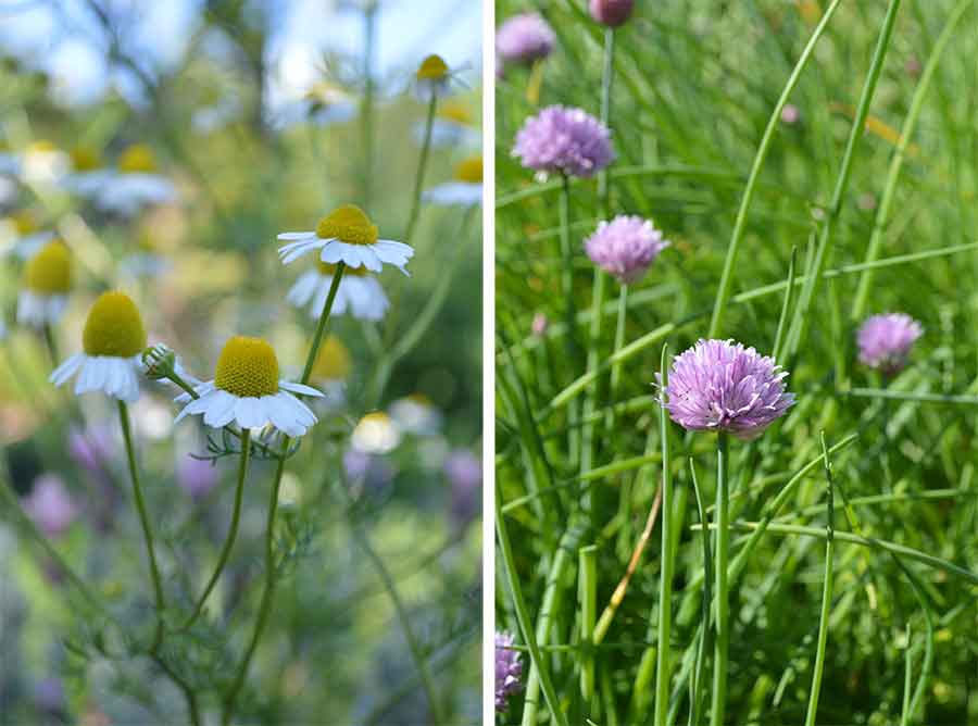 Chamomile (left) and chives (right) growing in The Huntington’s Herb Garden. These herbs  are not only useful in the kitchen, but also add lovely flowers to any garden space. Photos by Kelly Fernandez.