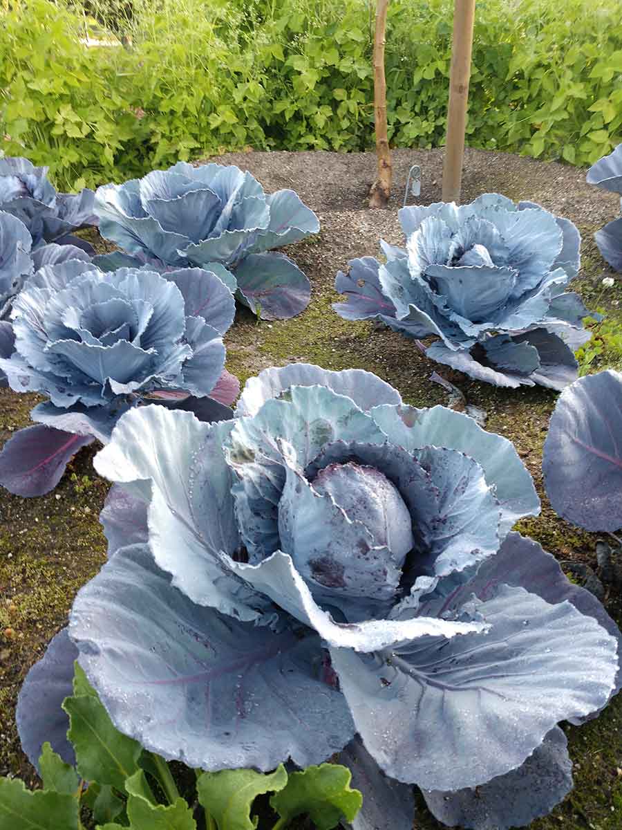 Many vegetables, including these cabbages, have been growing well in Huntington gardens throughout the recent closure. Several truckloads of vegetables have been donated to a local food bank. Photo by Cara Hanstein.