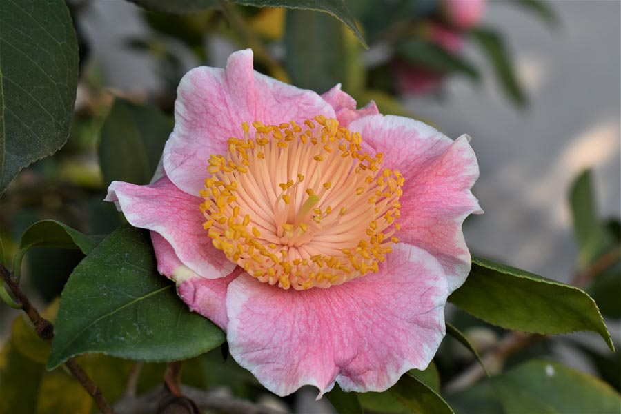 Higo camellias originated in the Kumamoto Prefecture of Japan’s southernmost island, Kyushu. Many of these cultivars are included in The Huntington’s camellia collection. Photo by Dr. Bradford King / American Camellia Society.