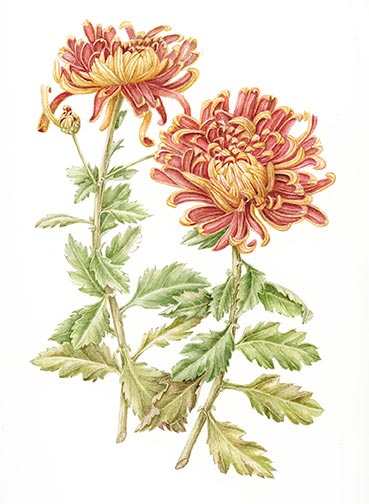 Joan Keesey (b. 1937), Chrysanthemum morifolium. Watercolor on paper, 12 x 9 in. © 2019 Joan Keesey. Image courtesy of the artist and the Botanical Artists Guild of Southern California.