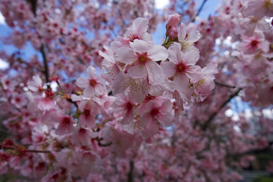 In 2012, to commemorate the centennial of the Yokohama Nursery’s celebrated gift of 3,000 flowering cherry trees to Washington, D.C., The Huntington gave 3,000 ‘Pink Cloud’ flowering cherry trees (a cultivar developed at The Huntington) to local public gardens. Photo by Arianna Muñoz.