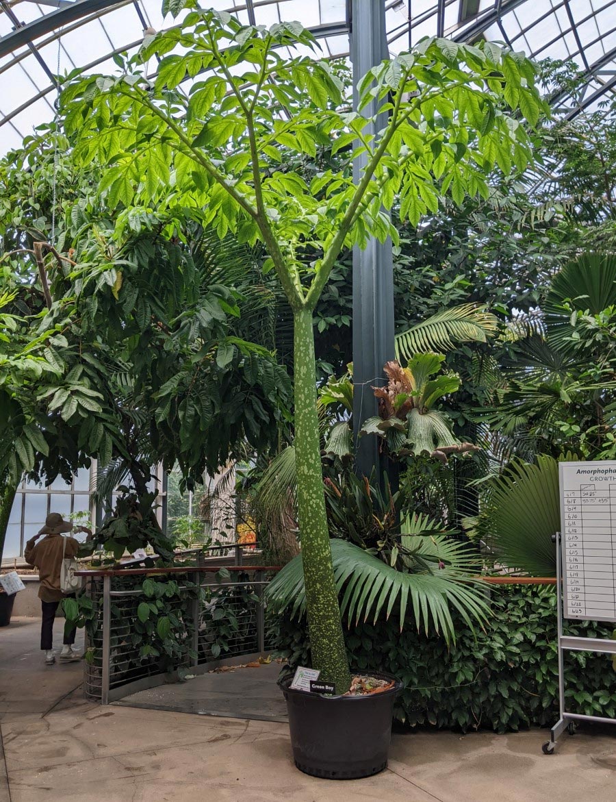 Amorphophallus titanum Leaf photo